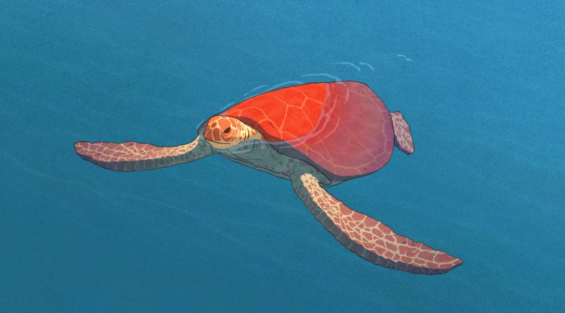 red-turtle